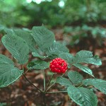 Ginseng, energia naturale: quando � utile prenderlo?