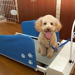 Un Tapis Roulant per cani e gatti