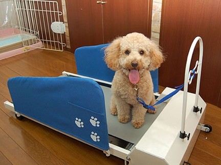 tapis roulant cani
