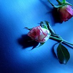 Vivere per sempre: un verme potrebbe essere la soluzione per la vita eterna