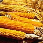 I benefici del mais e la ricetta Zuppa estiva al Mais
